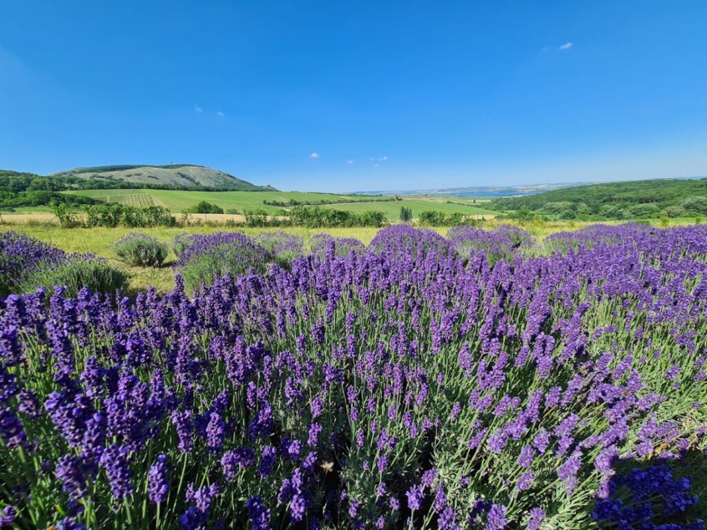 Levandulová farma Klentnice
