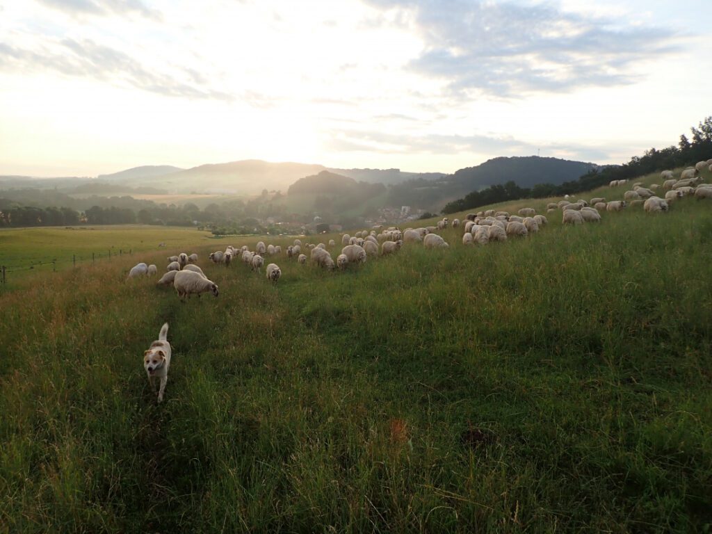 Dílna U beránka – sociální podnik