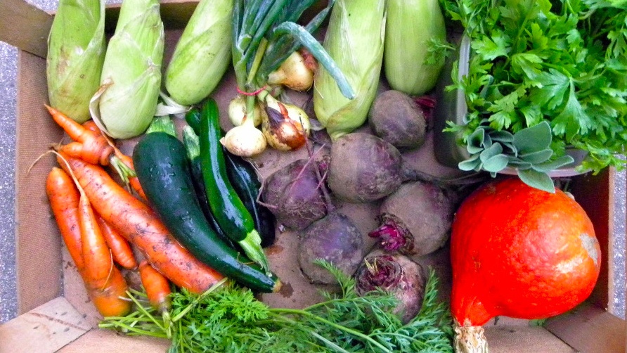 Komunitou podporované zemědělství aneb opravdovému jídlu blíže