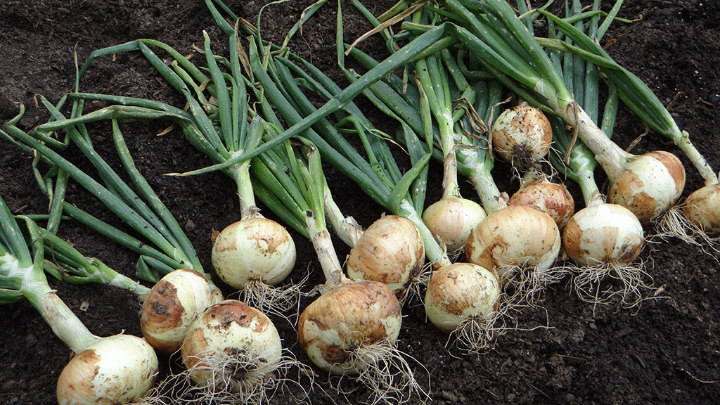 POMOC Týn nad Vltavou: Sociální zemědělství má budoucnost