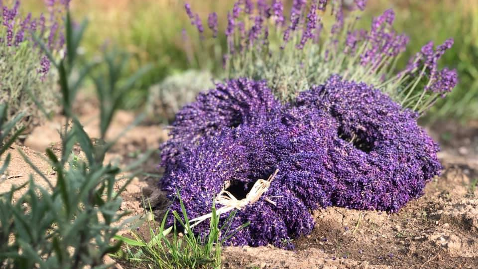 Levandulovna z Jizerek