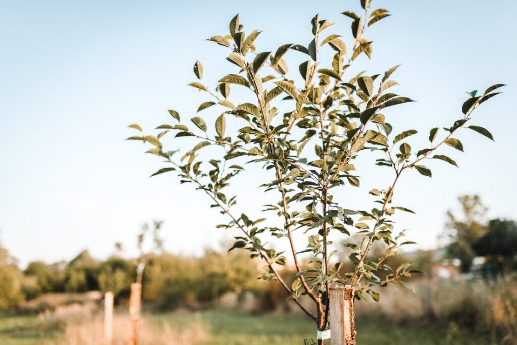 Statek Cidlina s.r.o.