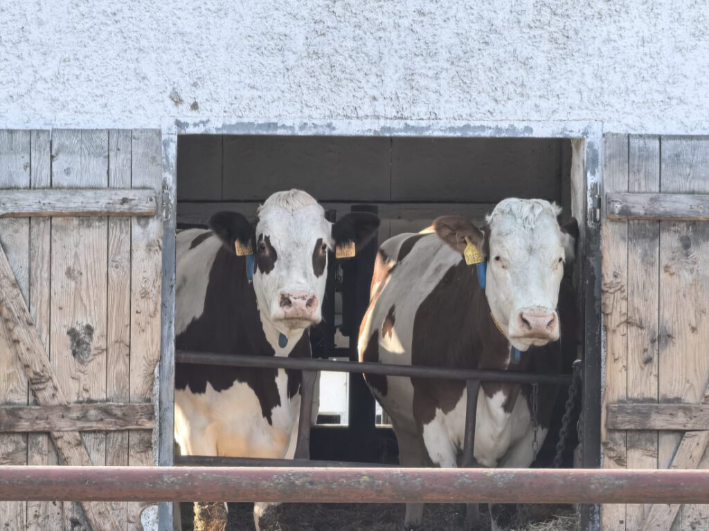 Zemědělské družstvo Maleč