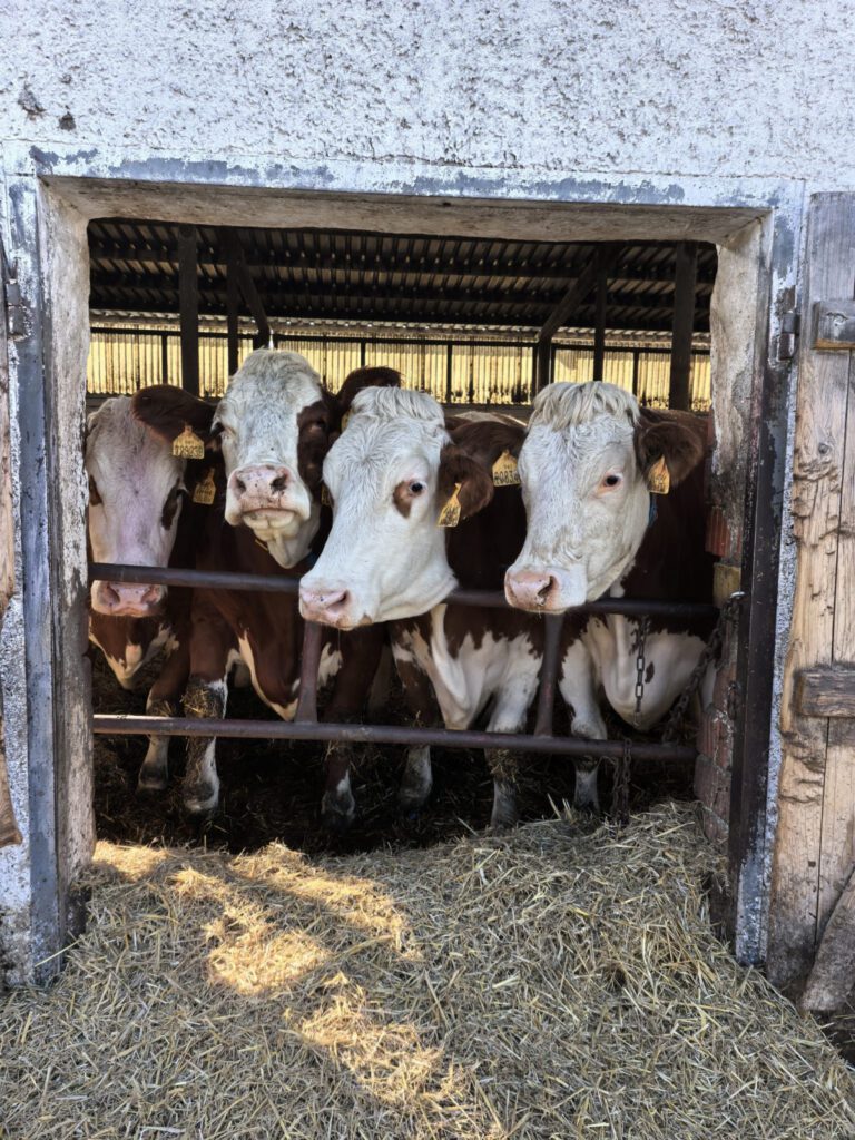 Zemědělské družstvo Maleč